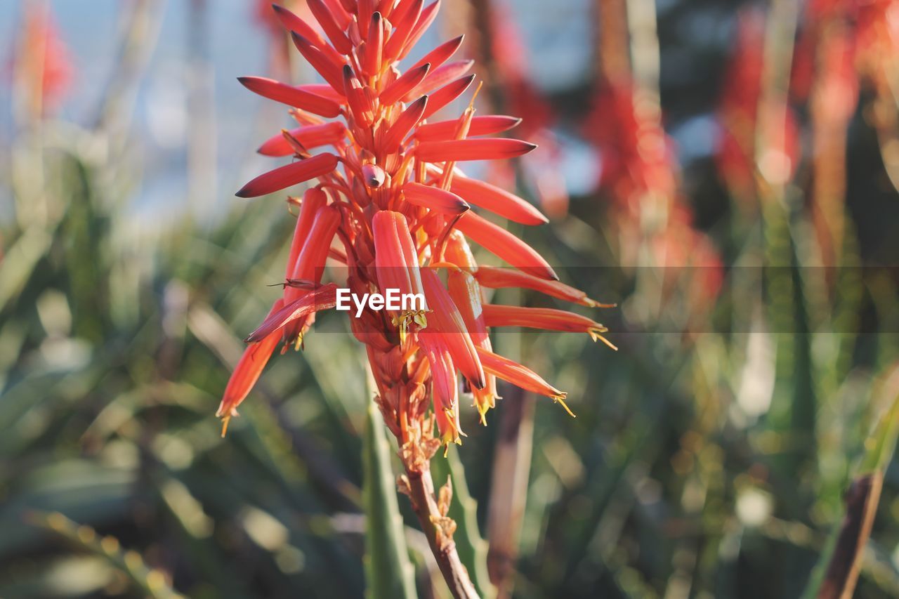 CLOSE-UP OF RED FLOWERING PLANT IN ROW