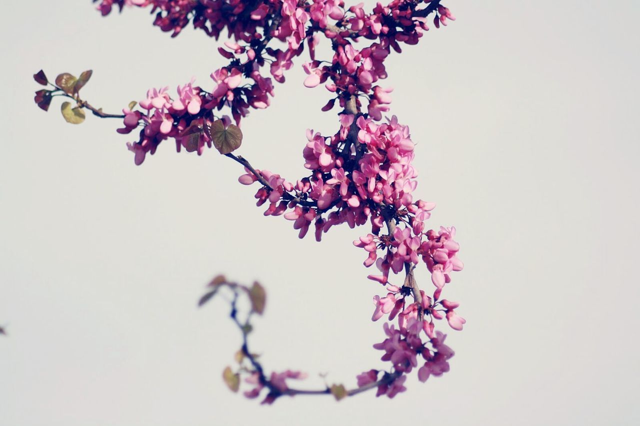 CLOSE-UP OF FLOWERS AGAINST TREE