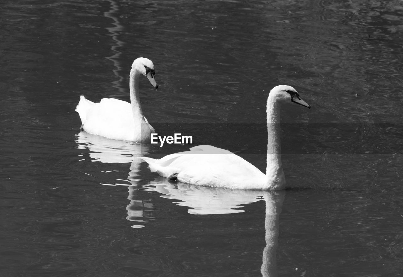 WHITE SWAN FLOATING ON LAKE