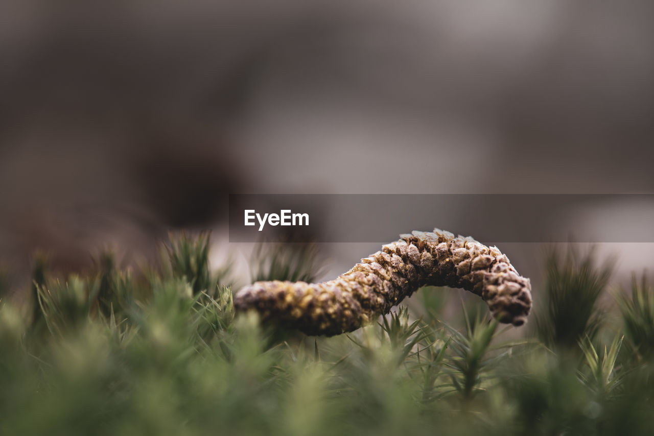 Close-up of pine cone on field