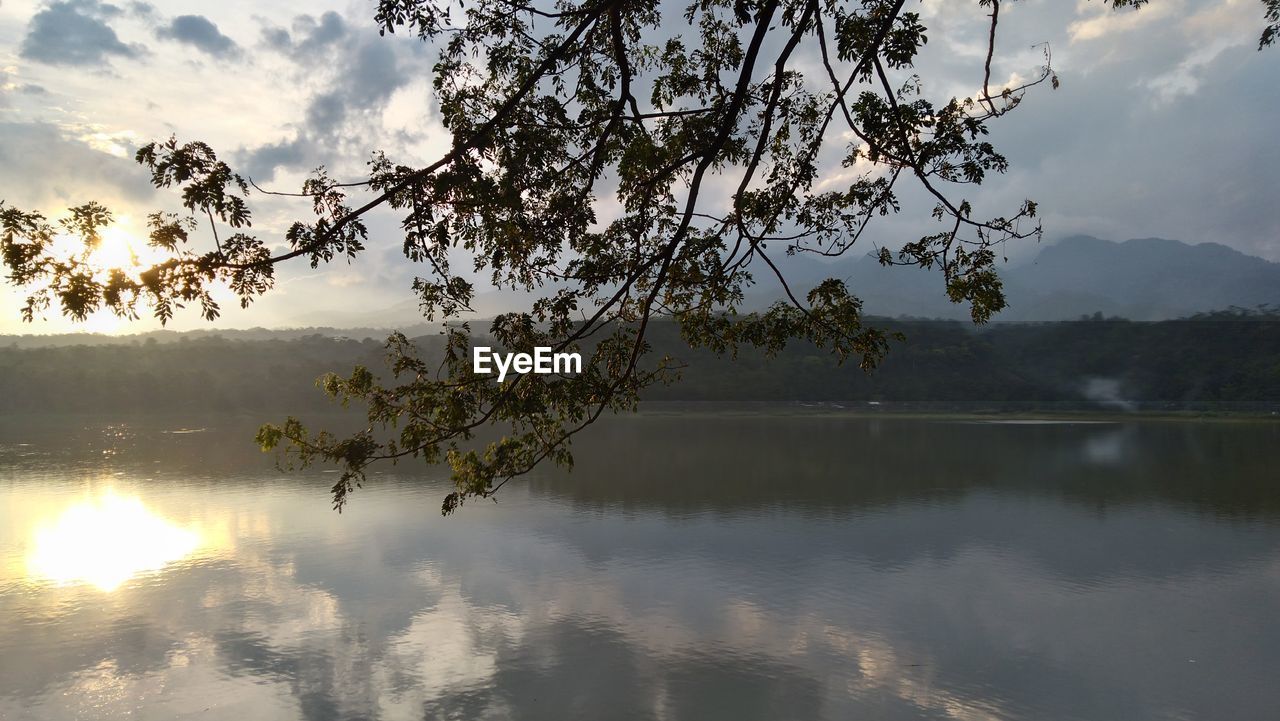 TREE ON LAKE AGAINST SKY