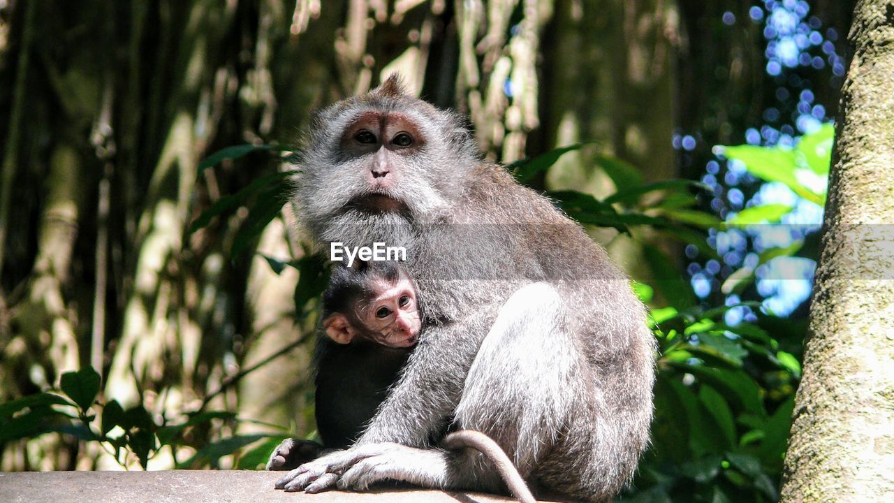 MONKEYS SITTING IN FOREST