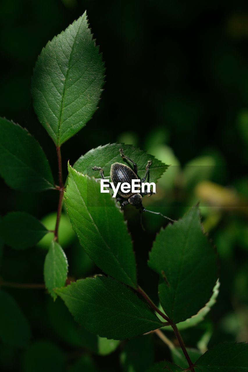 CLOSE-UP OF GREEN INSECT ON LEAVES