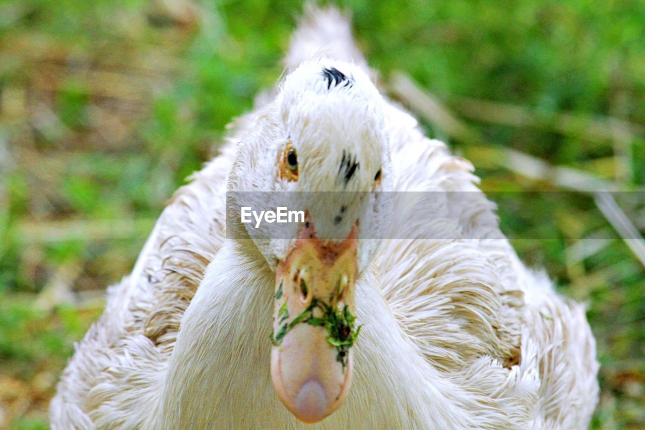 CLOSE-UP OF A BIRD IN A FIELD