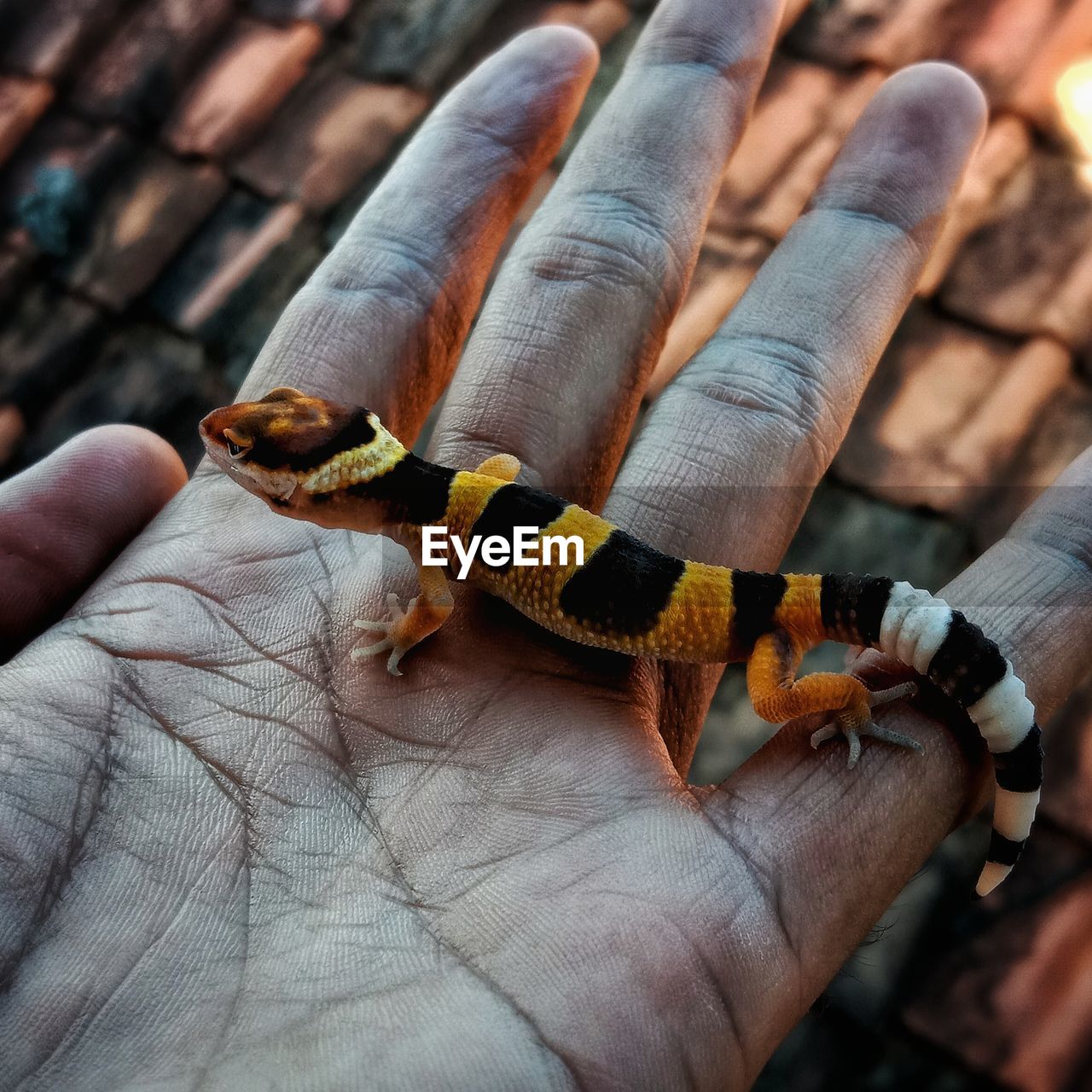 Close-up of person holding hands