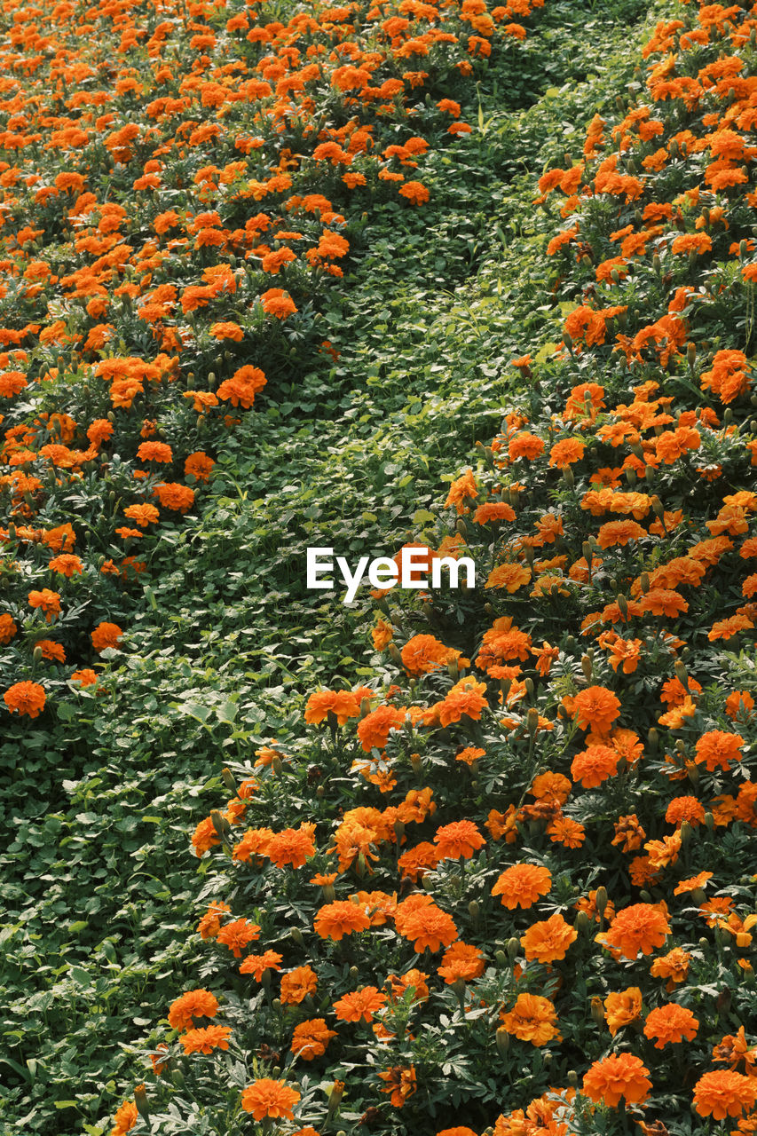 High angle view of orange flowering plants on field