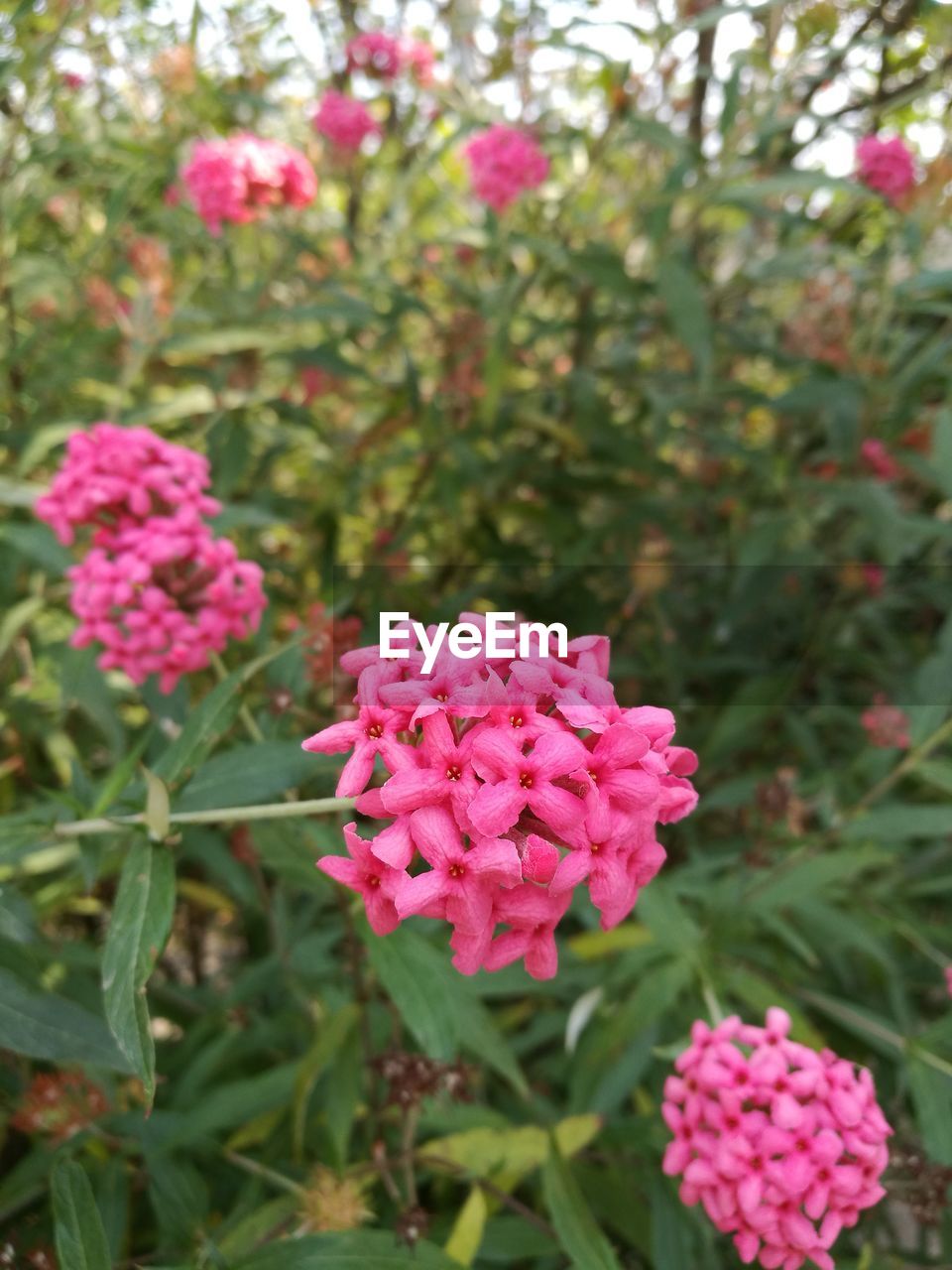 CLOSE-UP OF PINK FLOWERS