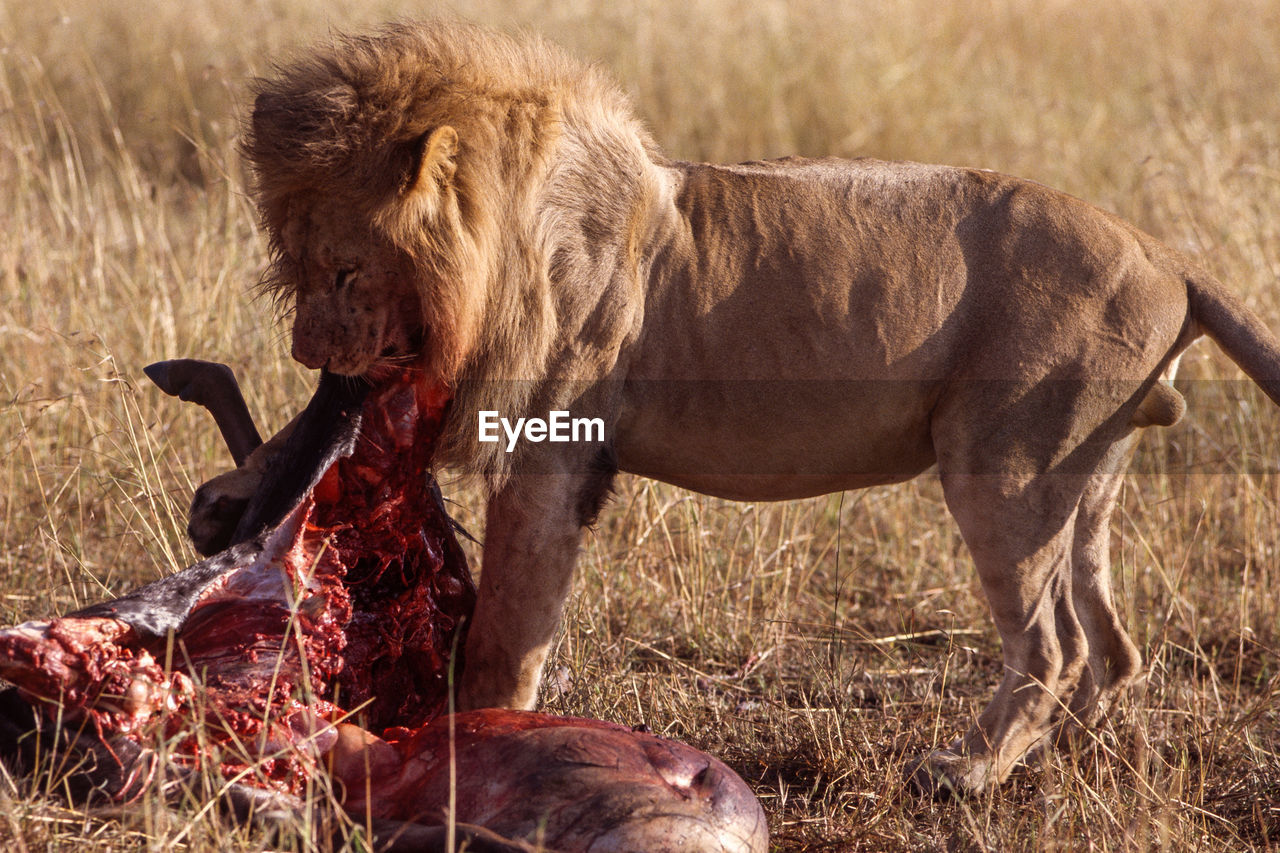 Male lion pulling at prey in masai mara, kenya.