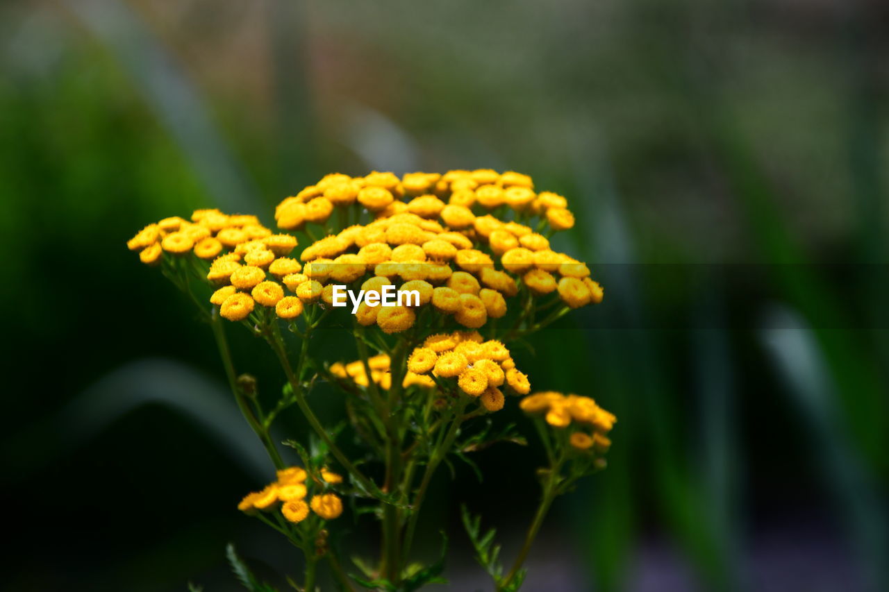 Yellow on the waterside