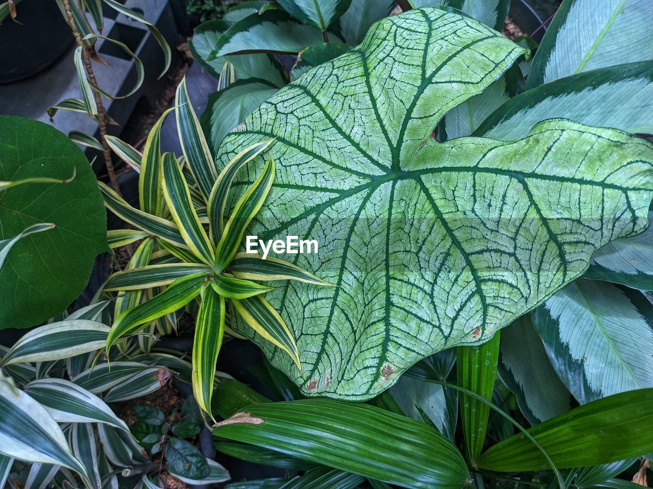 leaf, plant part, plant, green, growth, nature, beauty in nature, flower, food and drink, food, no people, healthcare and medicine, outdoors, land, agriculture, medicine, freshness, leaf vein, full frame, close-up, backgrounds, jungle, day, field, botany, environment, herb, crop