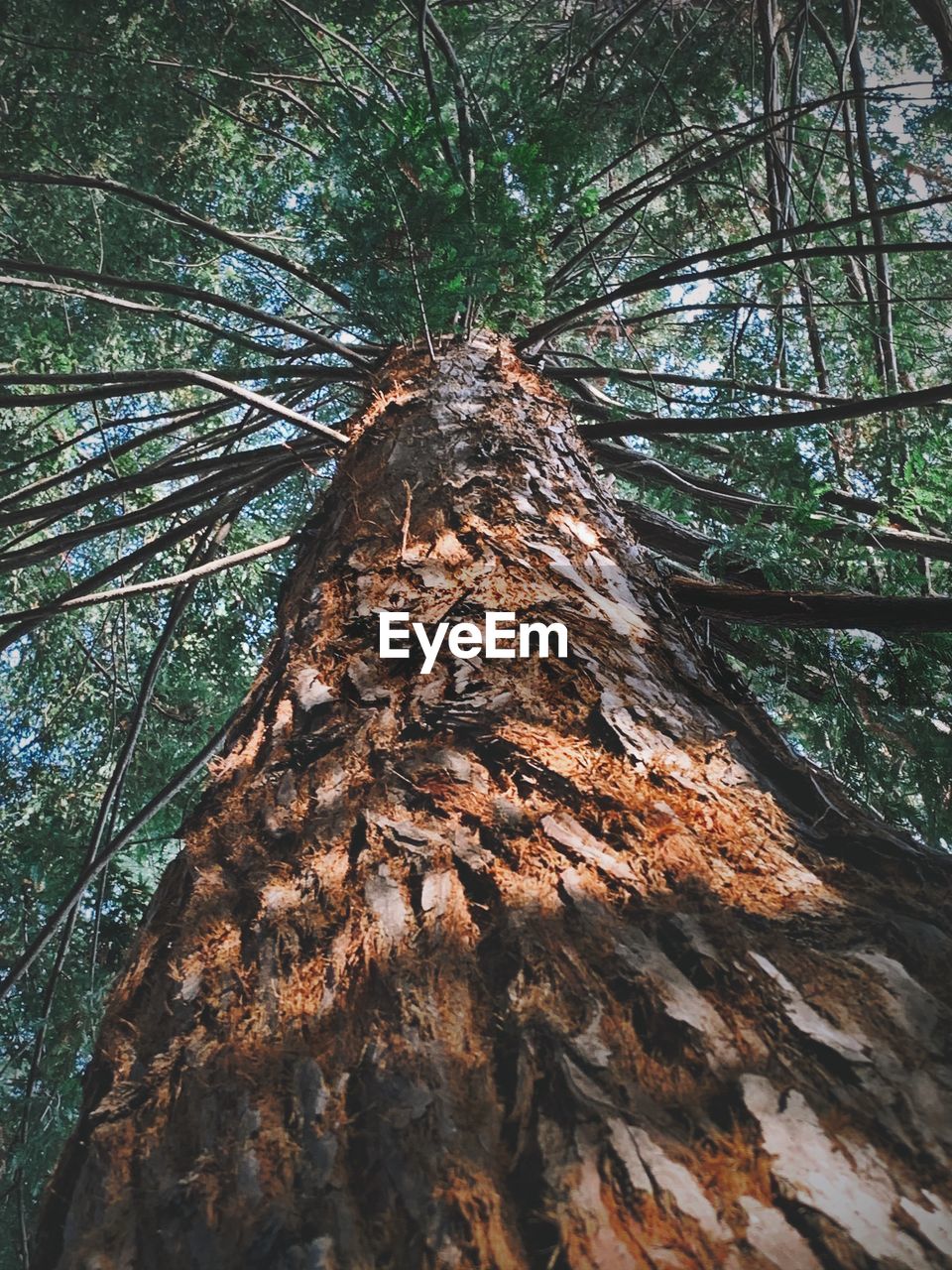 LOW ANGLE VIEW OF TREE BRANCHES