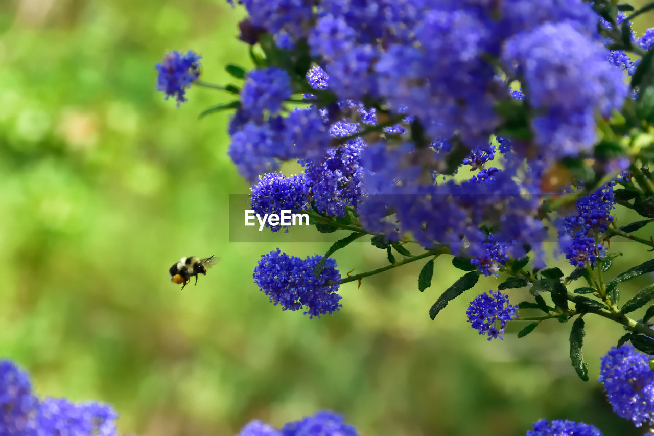 Close-up of honey bee flying to purple flower