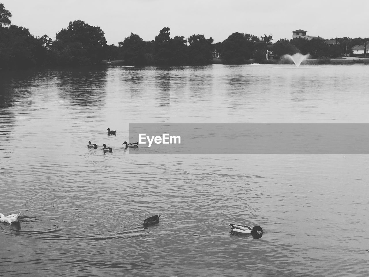 Ducks floating in lake