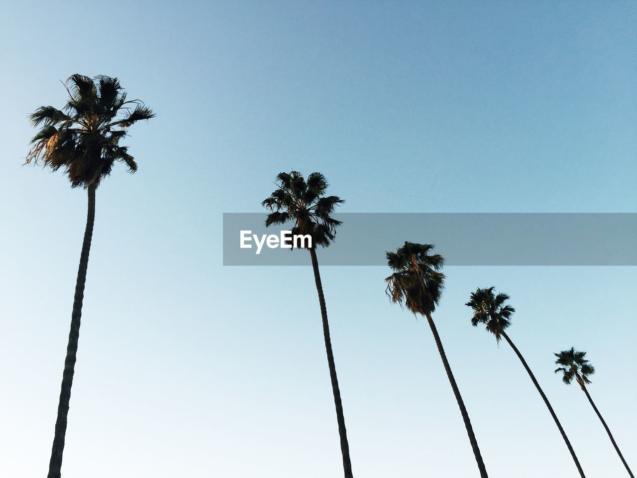 Low angle view of palm trees against clear sky