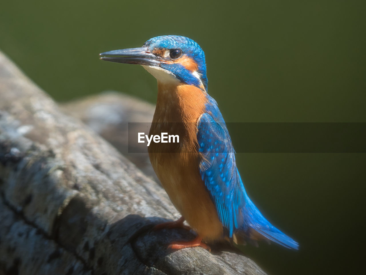 Close-up of kingfisher bird perching on tree trunk 