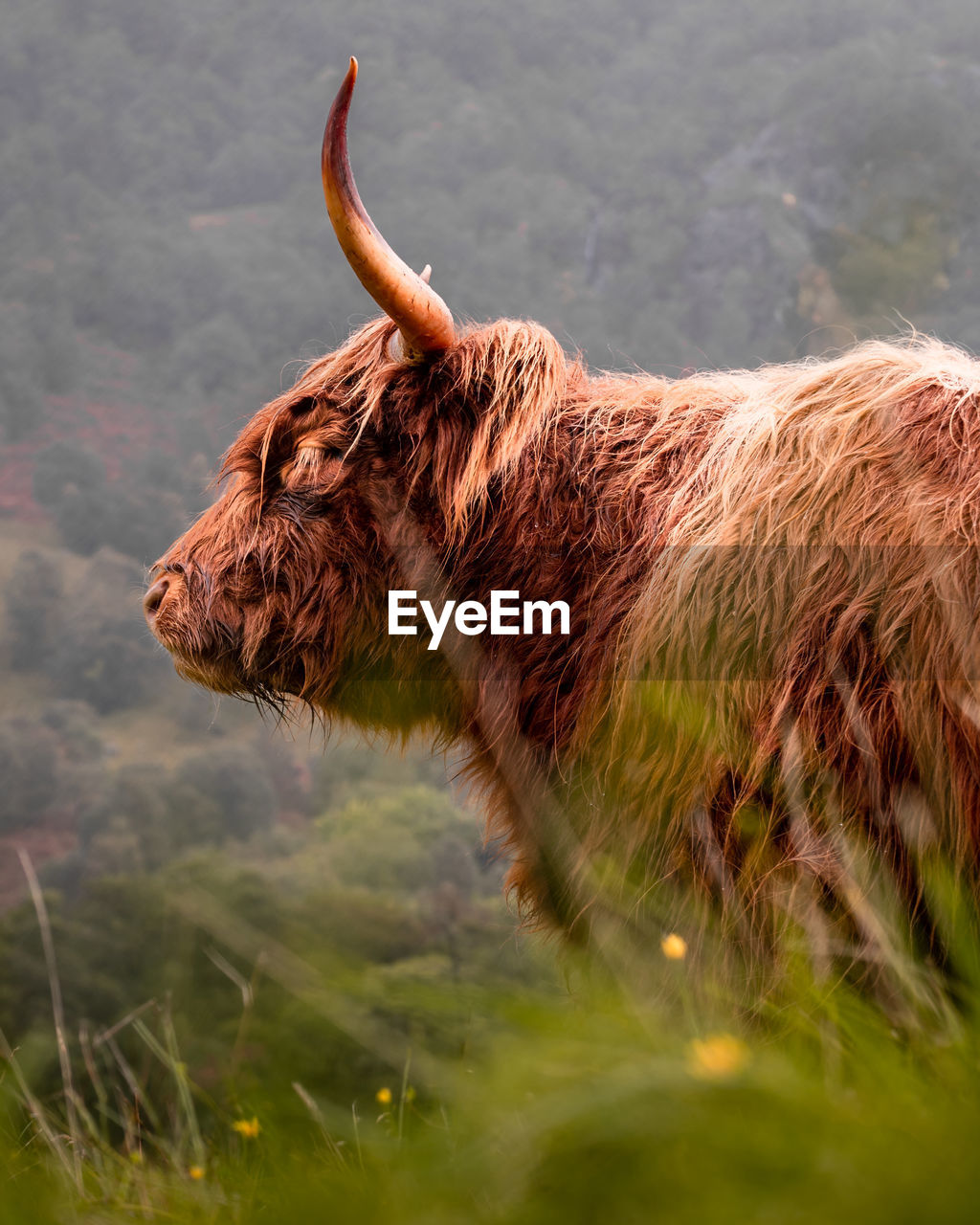 Close-up of a highland cow on field in the rain free roam