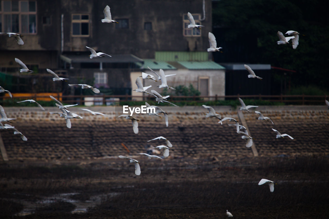 SEAGULL FLYING IN A TOWN