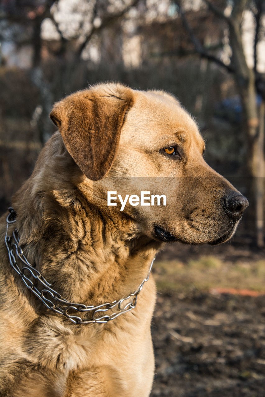 Close-up of dog outdoors