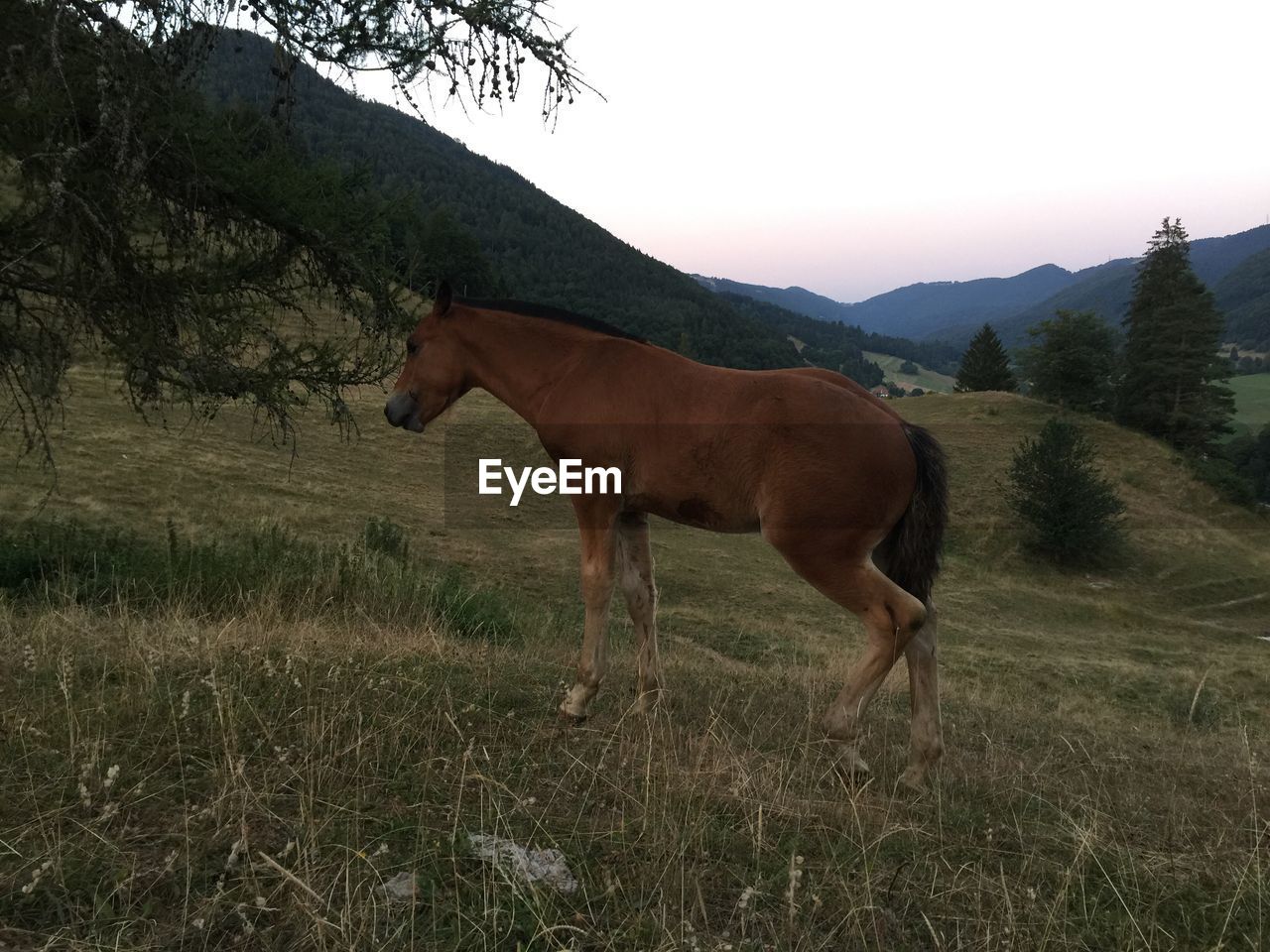 Horse on grassy field