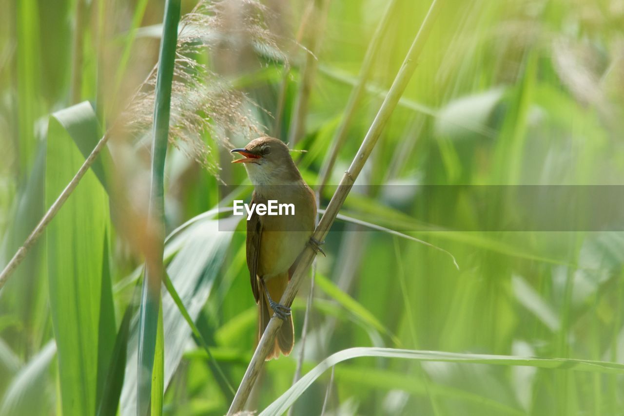 BIRD PERCHING ON GRASS