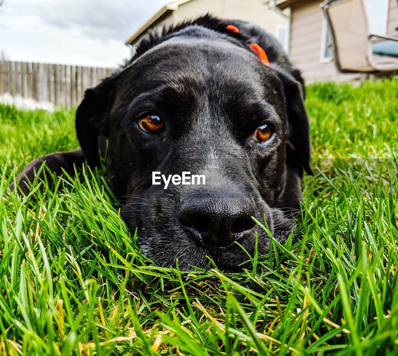 CLOSE-UP PORTRAIT OF A DOG