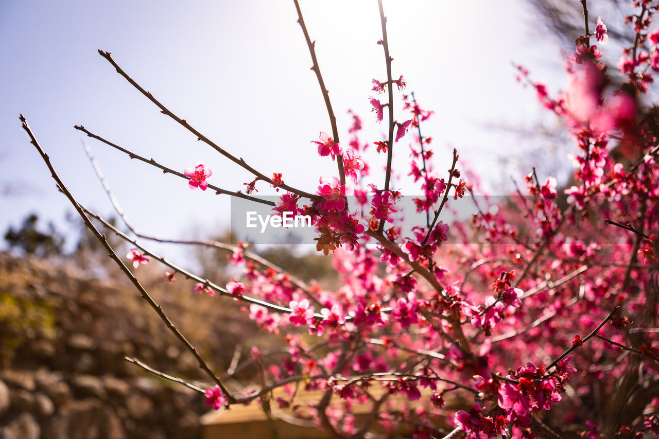 Red plum flower