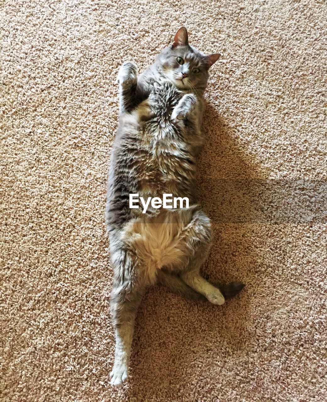 High angle portrait of cat laying on back