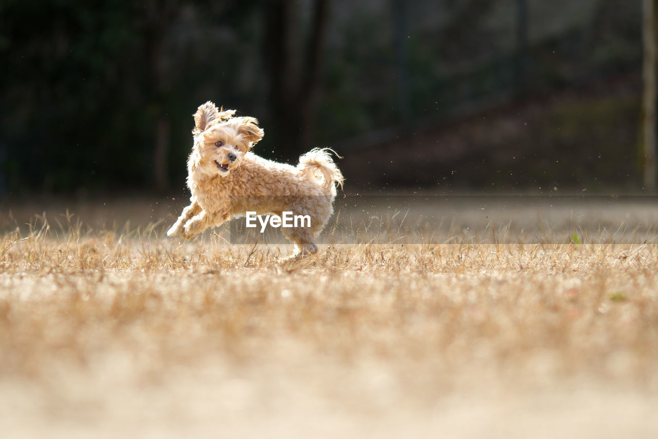 Dog running in a field