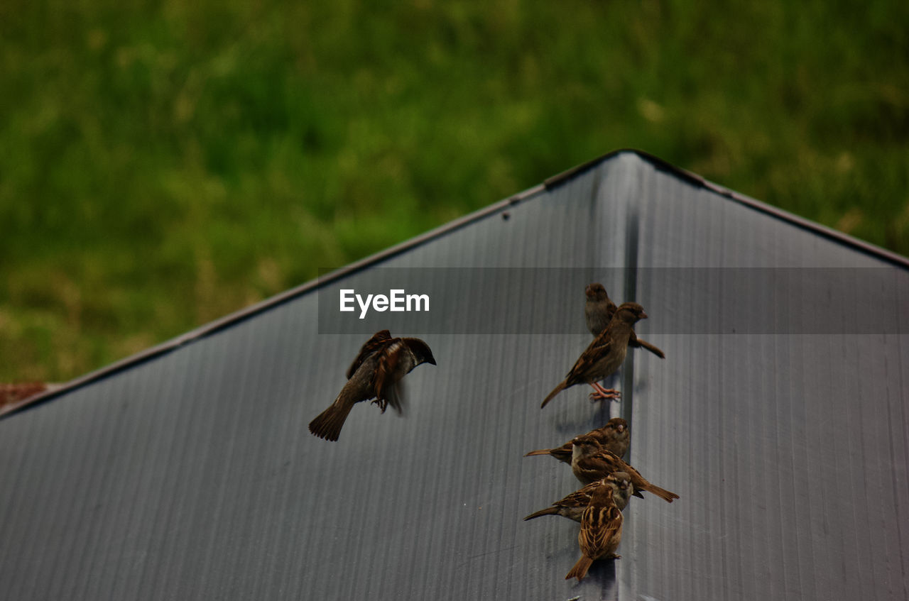 CLOSE-UP OF BIRDS PERCHING ON WOOD