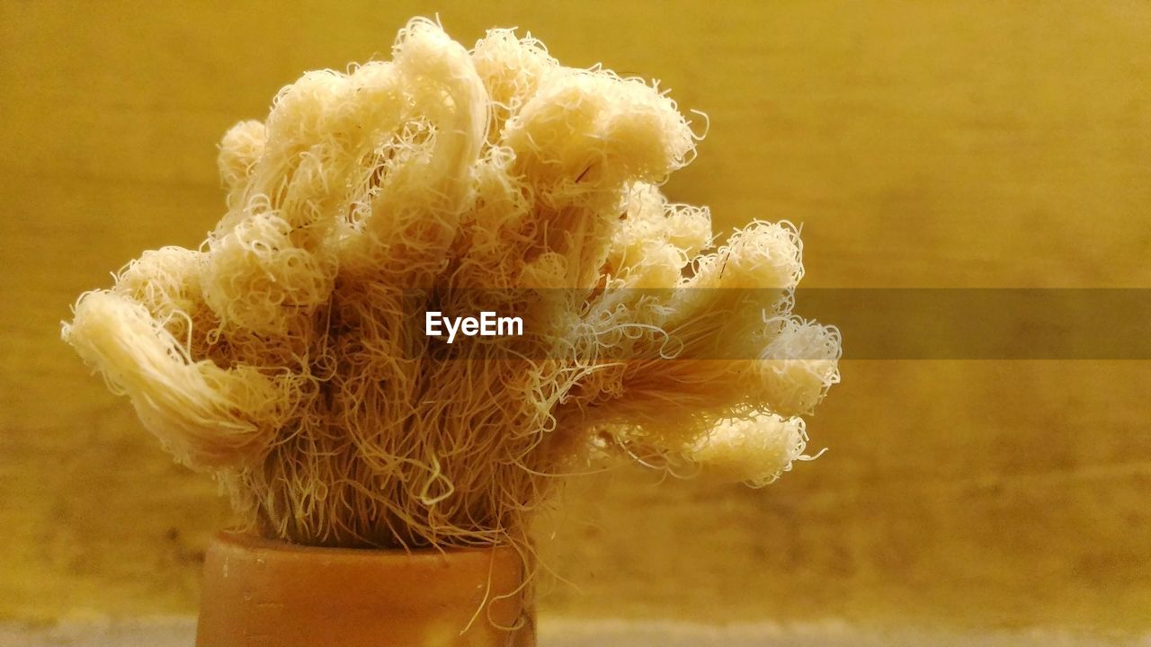 CLOSE-UP OF FLOWER INDOORS