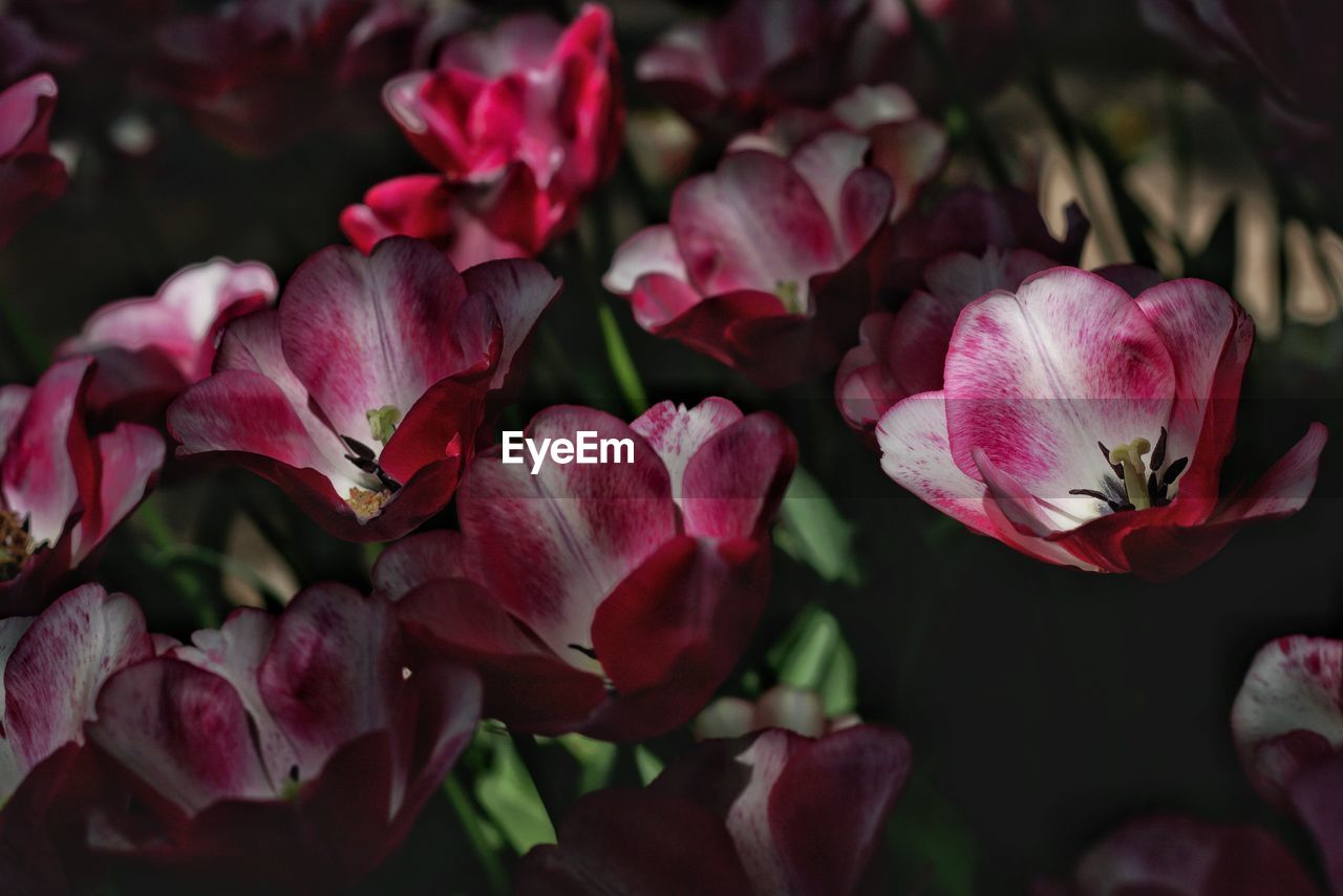 Close-up of pink rose flowers