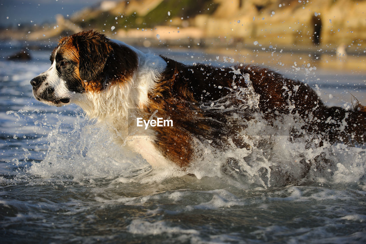 Close-up of dog swimming in lake