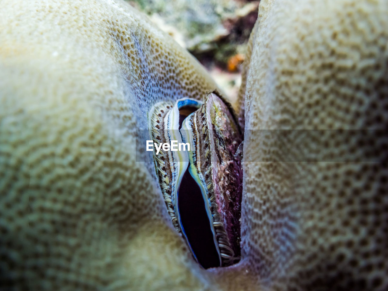 Scallops embedded among the stone coral