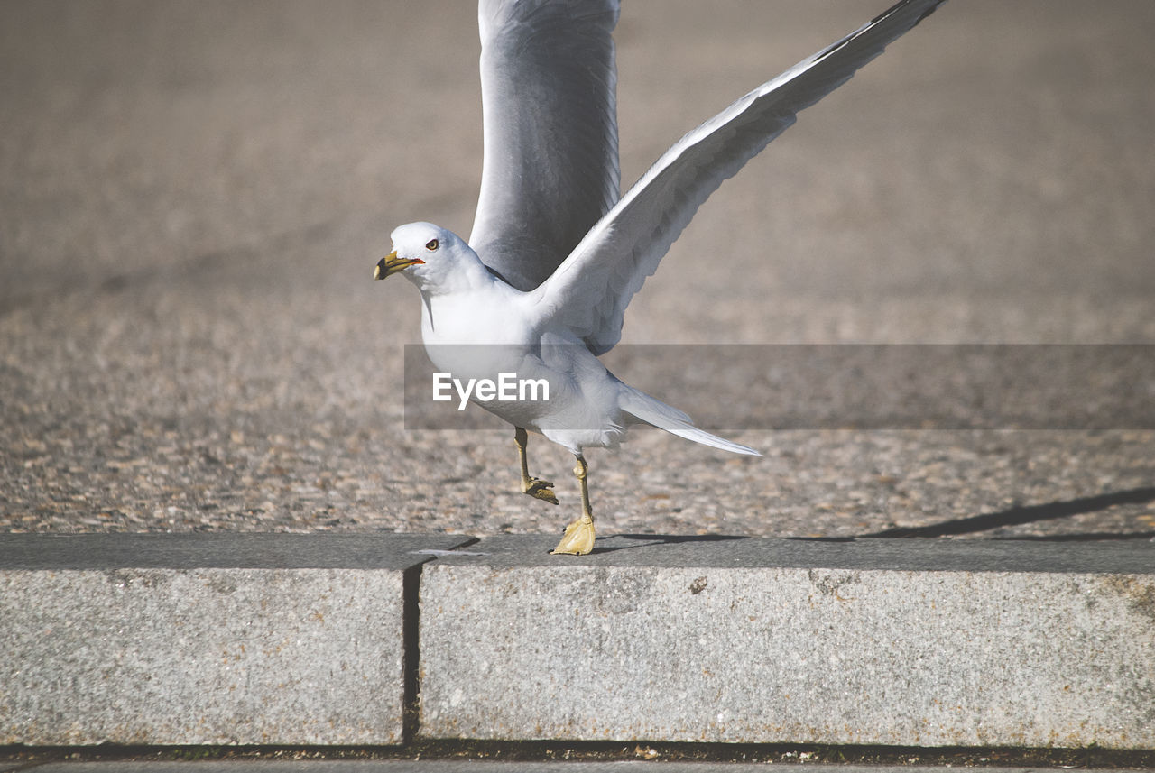 Seagull flying