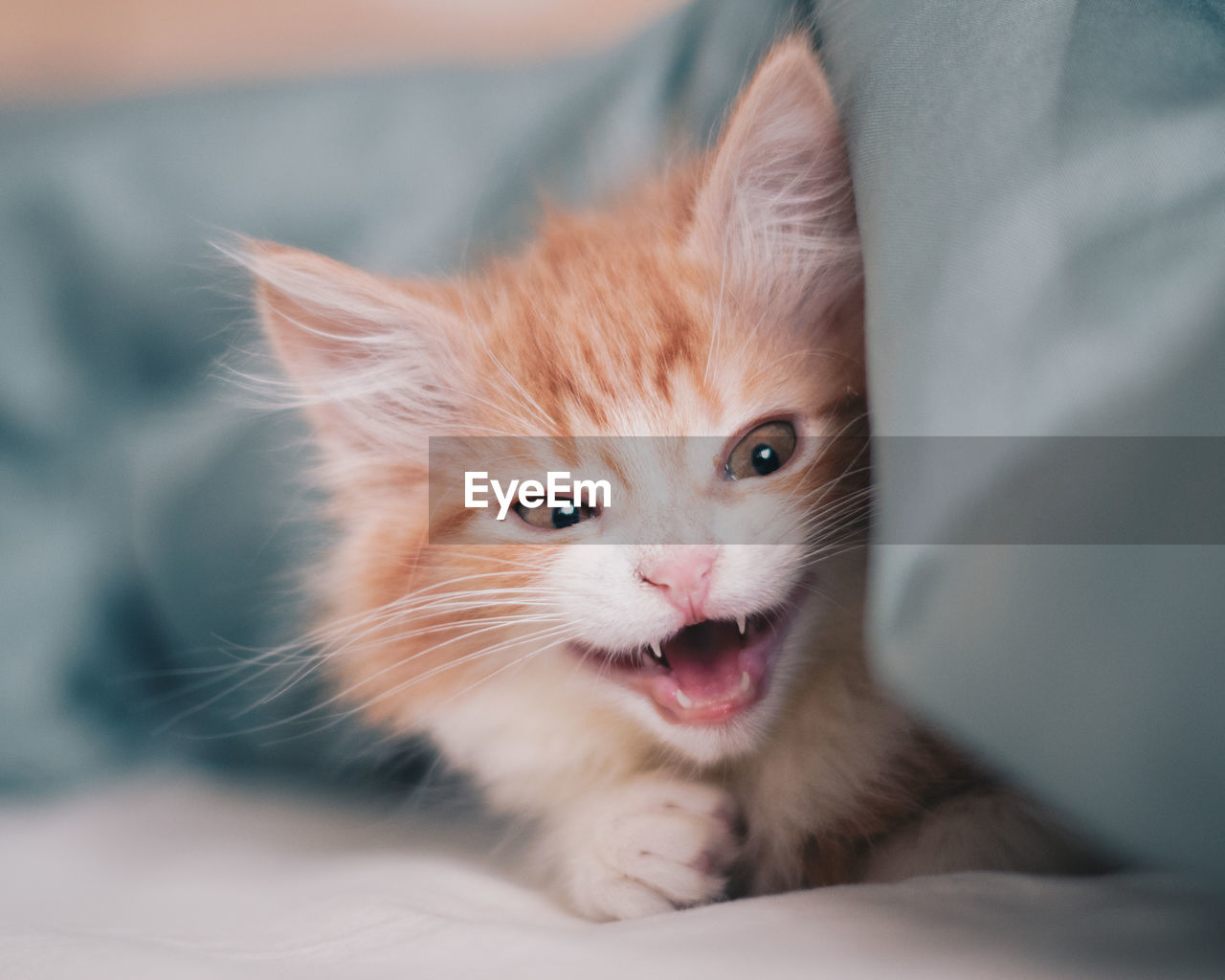 CLOSE-UP PORTRAIT OF CAT ON FLOOR