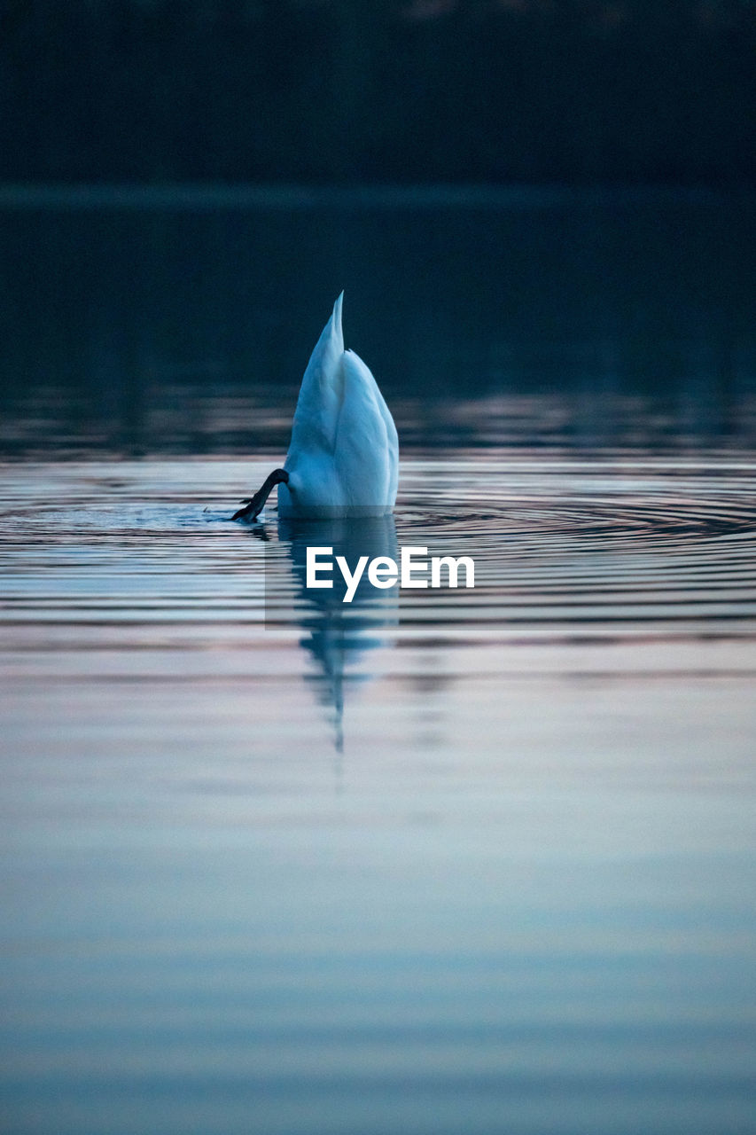 Swan swimming in sea