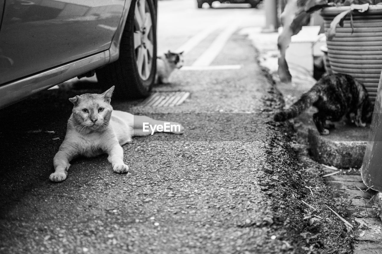 Stray cats on street