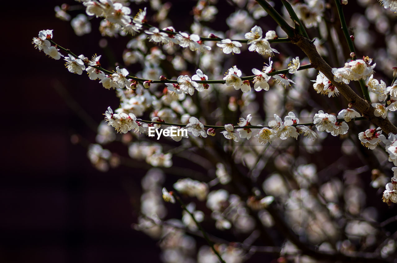 CLOSE-UP OF CHERRY BLOSSOM ON TWIG