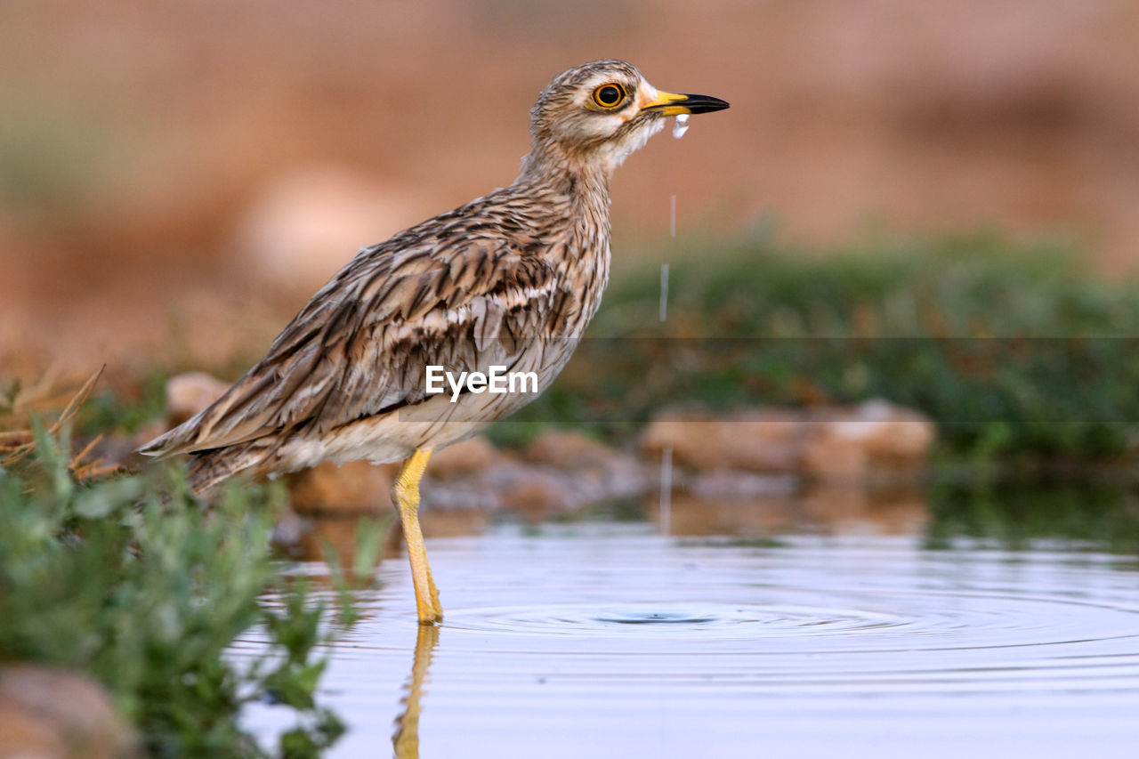 BIRD PERCHING ON A PLANT