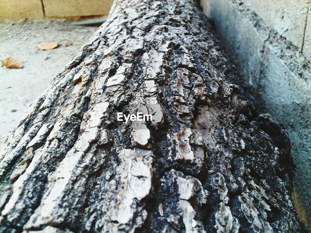 CLOSE UP OF TREE TRUNK