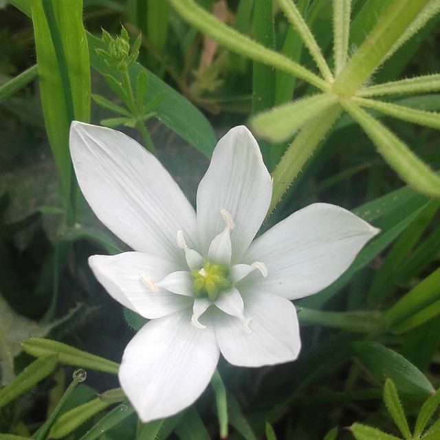 CLOSE-UP OF WHITE FLOWERS BLOOMING