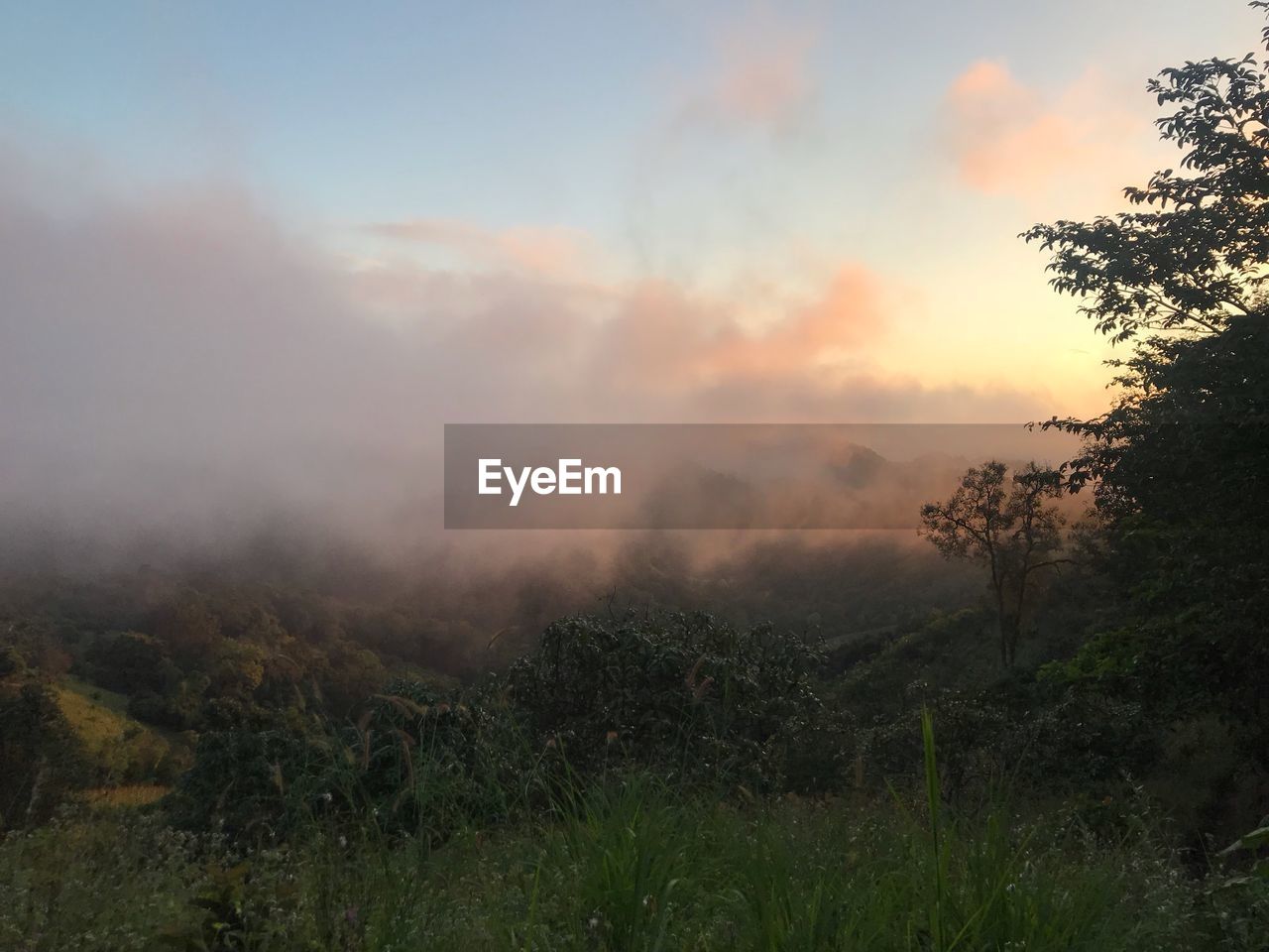 SCENIC VIEW OF TREES ON LANDSCAPE AGAINST SKY DURING SUNSET