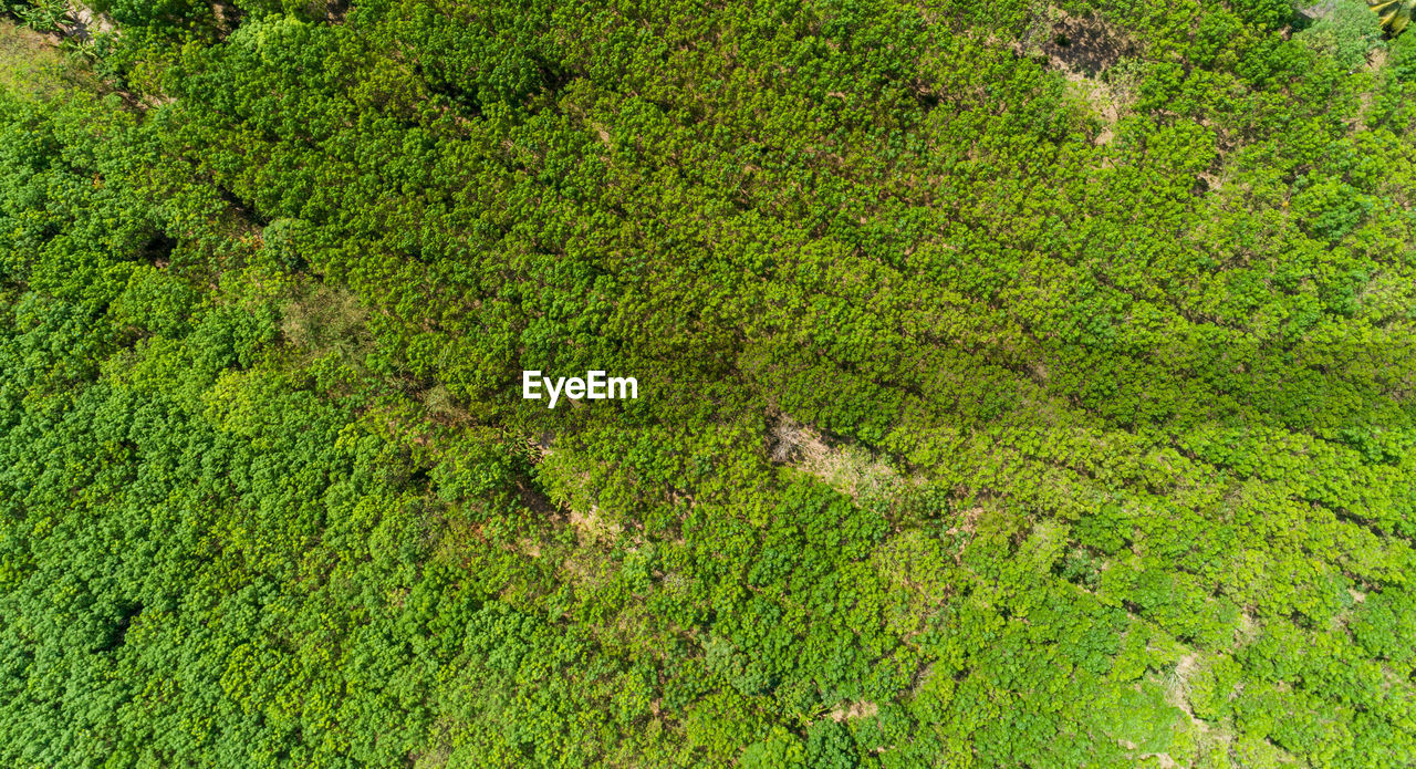 HIGH ANGLE VIEW OF GREEN LAND