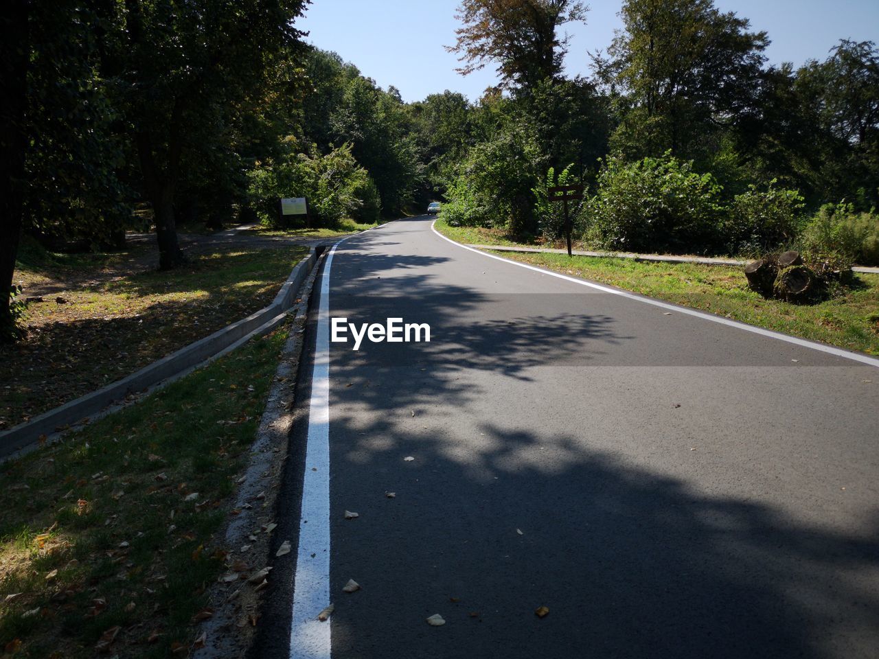 EMPTY ROAD AMIDST TREES