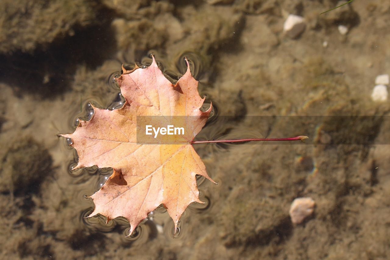 Close-up of dry leaf on water