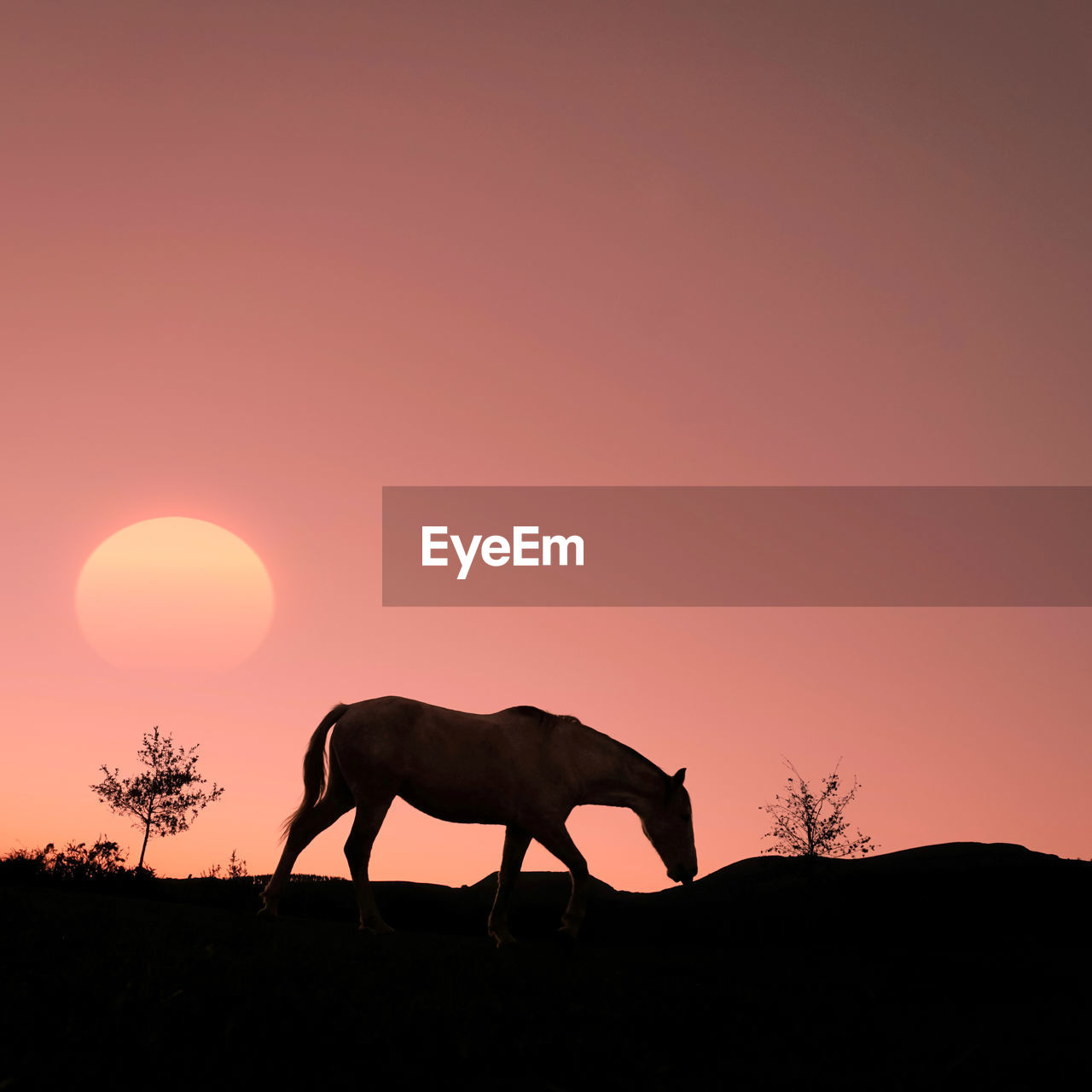 animal themes, animal, mammal, silhouette, sunset, sky, animal wildlife, nature, one animal, wildlife, no people, savanna, beauty in nature, side view, landscape, copy space, environment, plant, domestic animals, full length, tree, dusk, horizon, outdoors, orange color, sun, twilight, scenics - nature