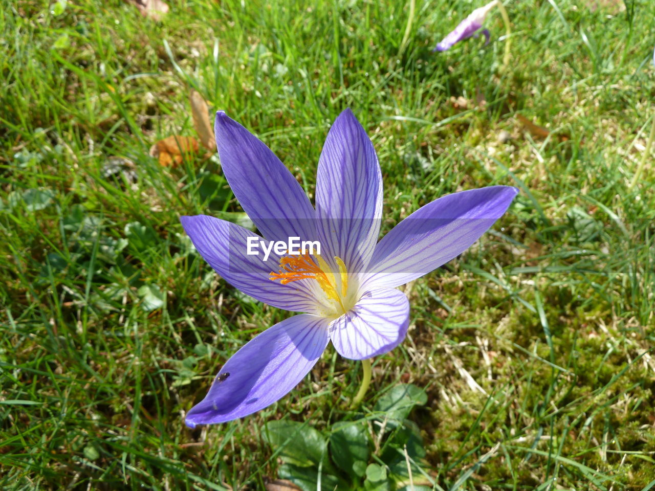 CLOSE-UP OF PURPLE IRIS FLOWER