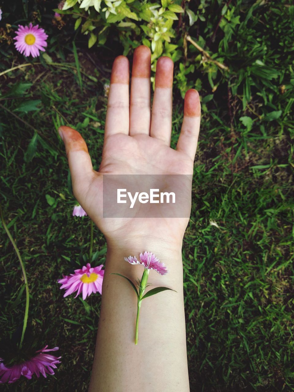 Cropped hand with flower over grassy field