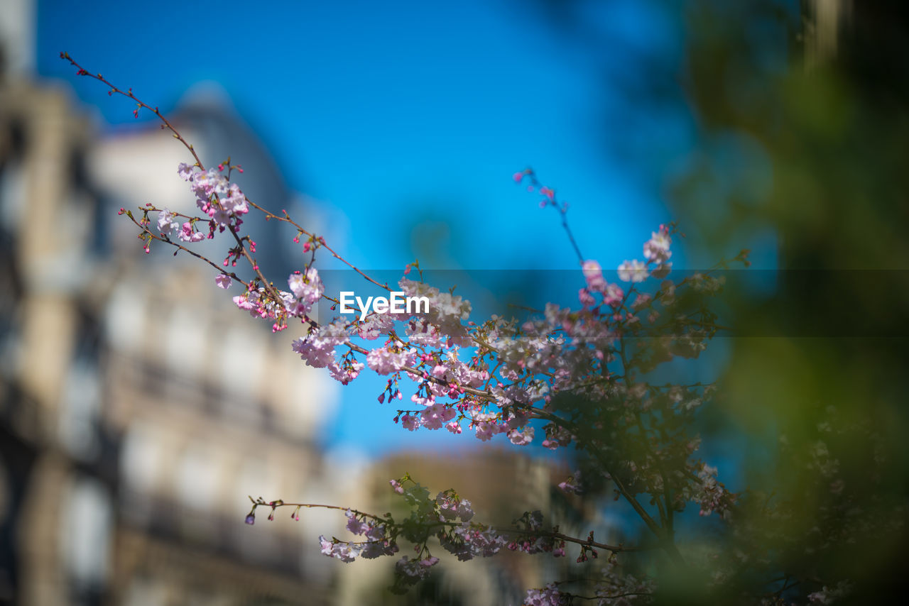 LOW ANGLE VIEW OF PINK FLOWERING TREE