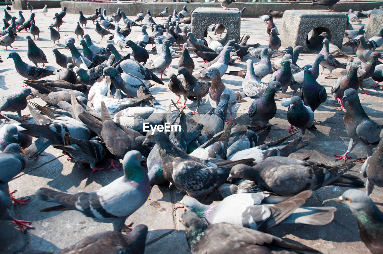 High angle view of pigeons at paved walkway in park